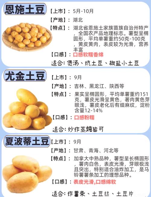 土豆的营养与烹饪艺术