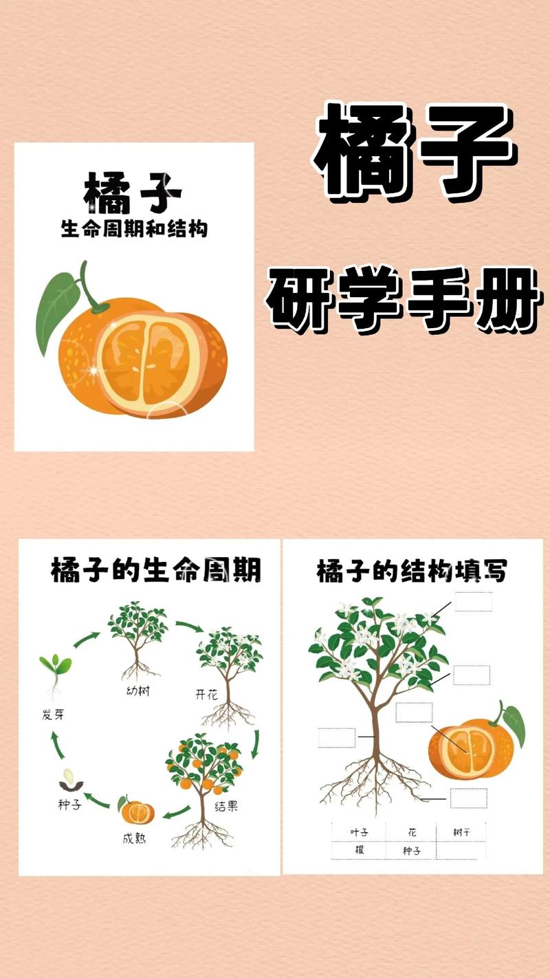 橘子的奥秘：从种植到文化意义的深度探索