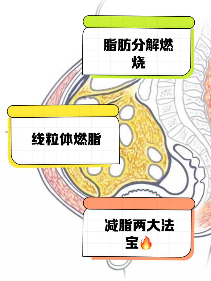 脂肪：人体能量储存与代谢的关键物质