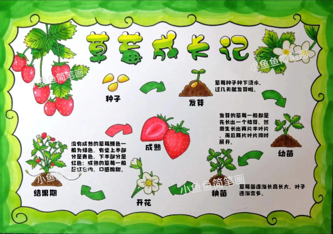 草莓的四季：从播种到收获