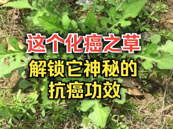 叶酸：守护生命健康的“绿色宝藏”