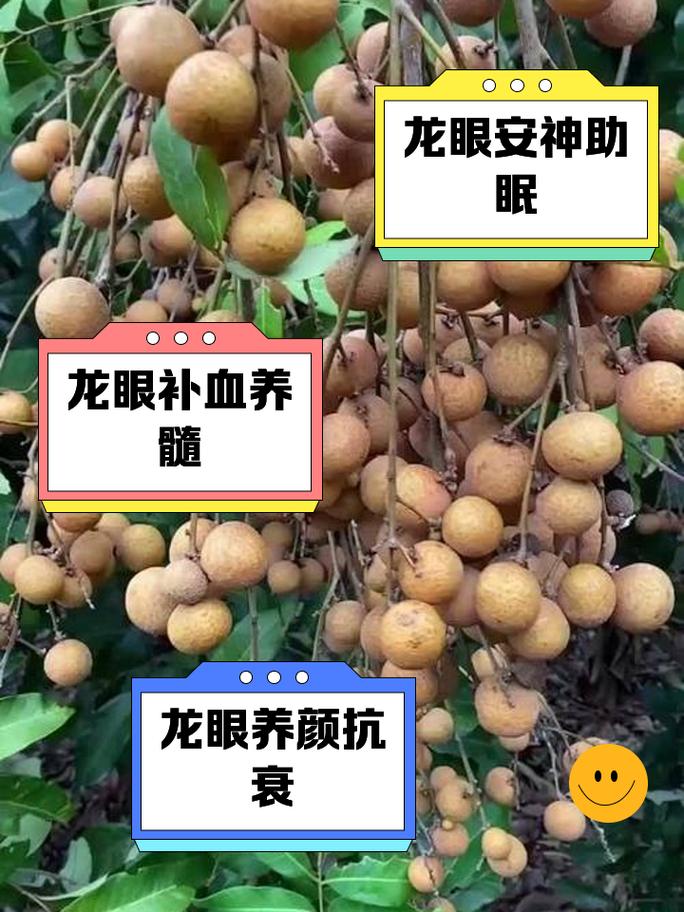 龙眼：从历史到现代的甜蜜之旅