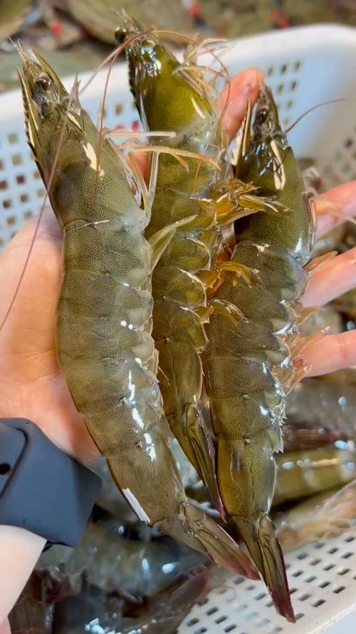 虾肉：海洋馈赠的鲜美宝藏