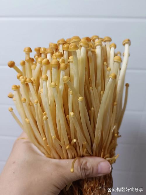 金针菇