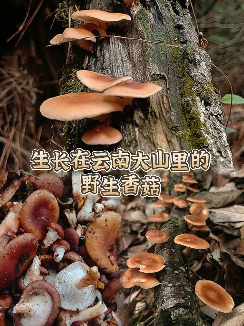 香菇：大自然馈赠的美食瑰宝