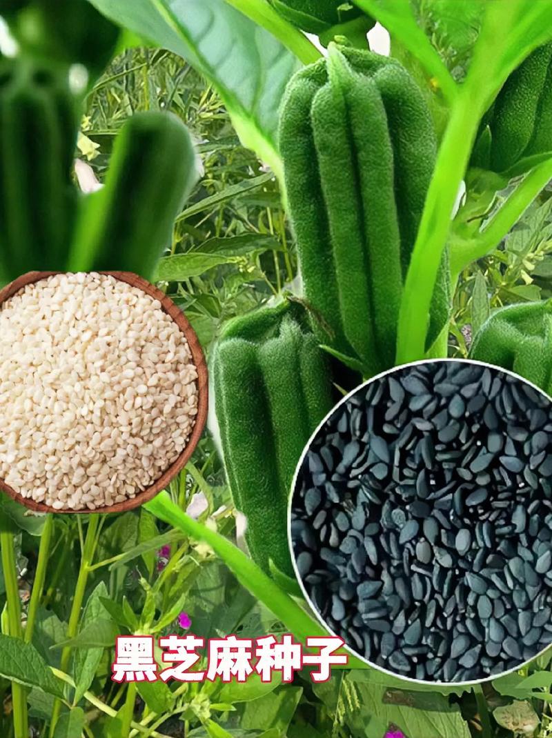 芝麻：小种子，大能量