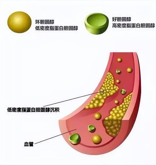 胆固醇：细胞的基石与健康的双刃剑