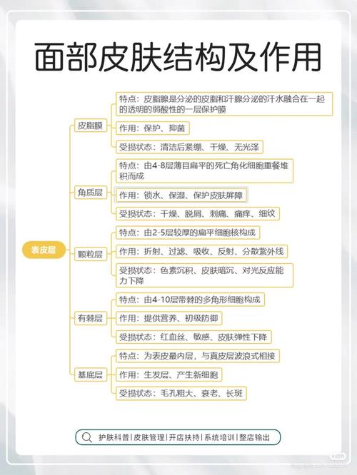 皮肤新陈代谢促进的奥秘与实践