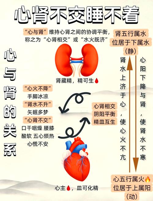 肾功能：人体健康的“净化大师”与“平衡卫士”