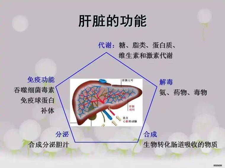 肝脏功能：人体的代谢与解毒核心