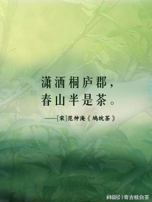 茶的诗与远方：一叶知秋，一杯观世
