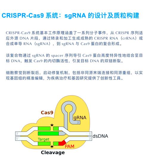 CRISPR-Cas9：基因编辑的新纪元