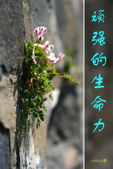 活力：生命跃动的力量源泉