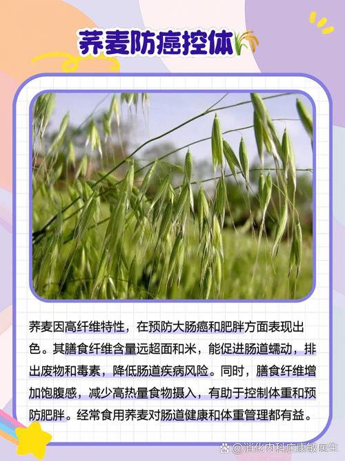 荞麦：小作物，大健康