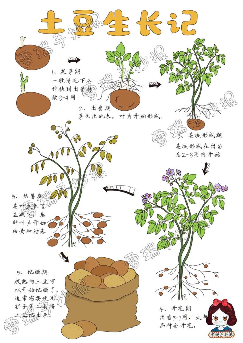 土豆的奇妙世界：从农田到餐桌的故事