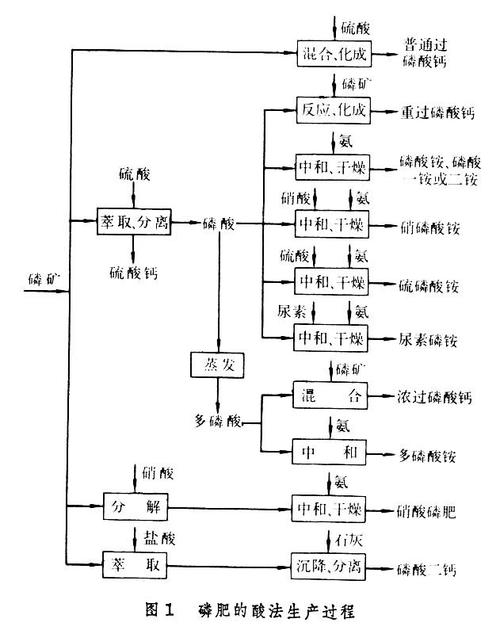 磷的奥秘：从基础到应用的深度探索