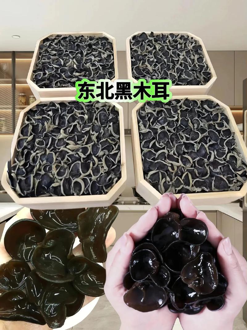 详细阅读:木耳:山林馈赠的味蕾瑰宝 木耳:山林馈赠的味蕾瑰宝