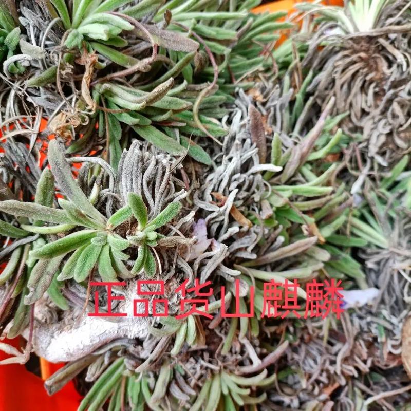 草药：大自然的神奇馈赠与健康宝藏