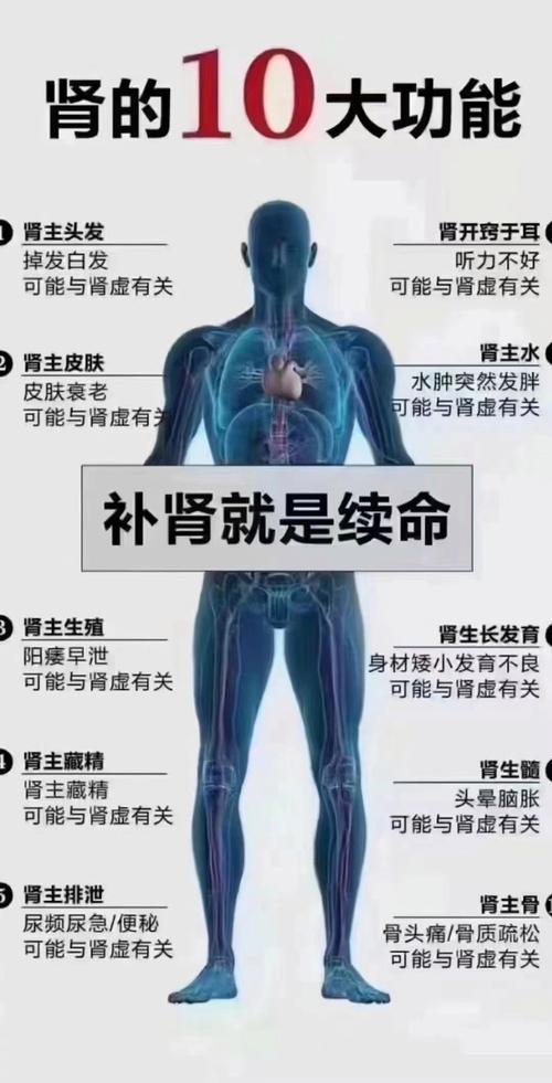 肾脏：生命之源，健康之本