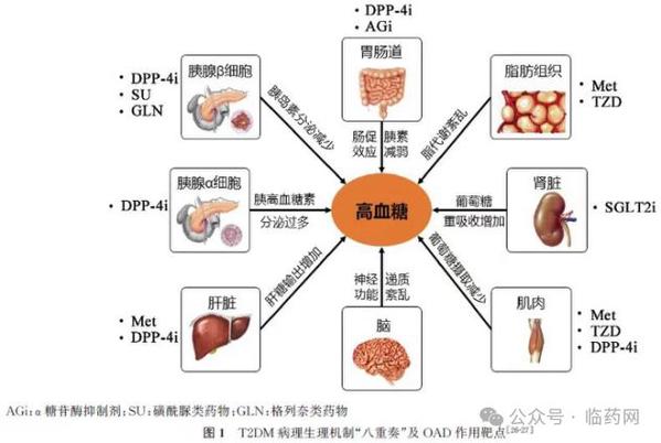 血糖调控：从生理机制到健康管理