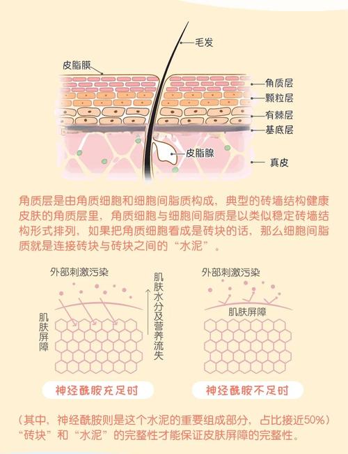 皮肤屏障修复：重拾肌肤健康的金钥匙