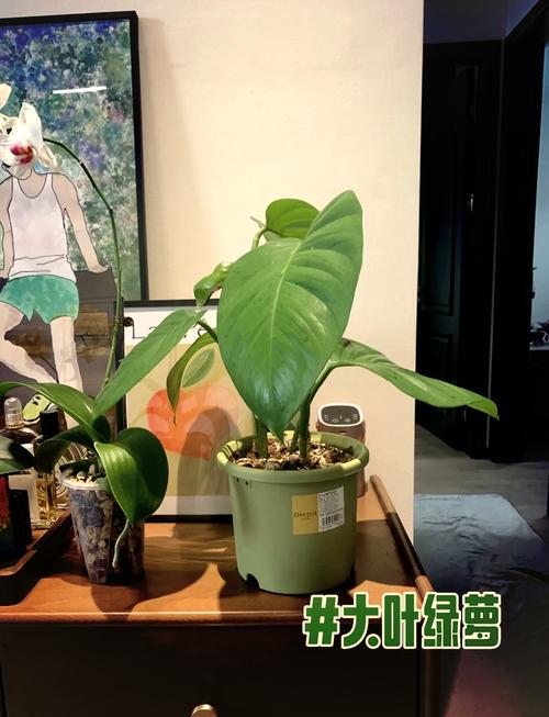 绿萝养护全攻略：让绿色生机在家中蔓延