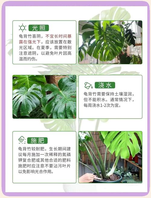 龟背竹养护指南