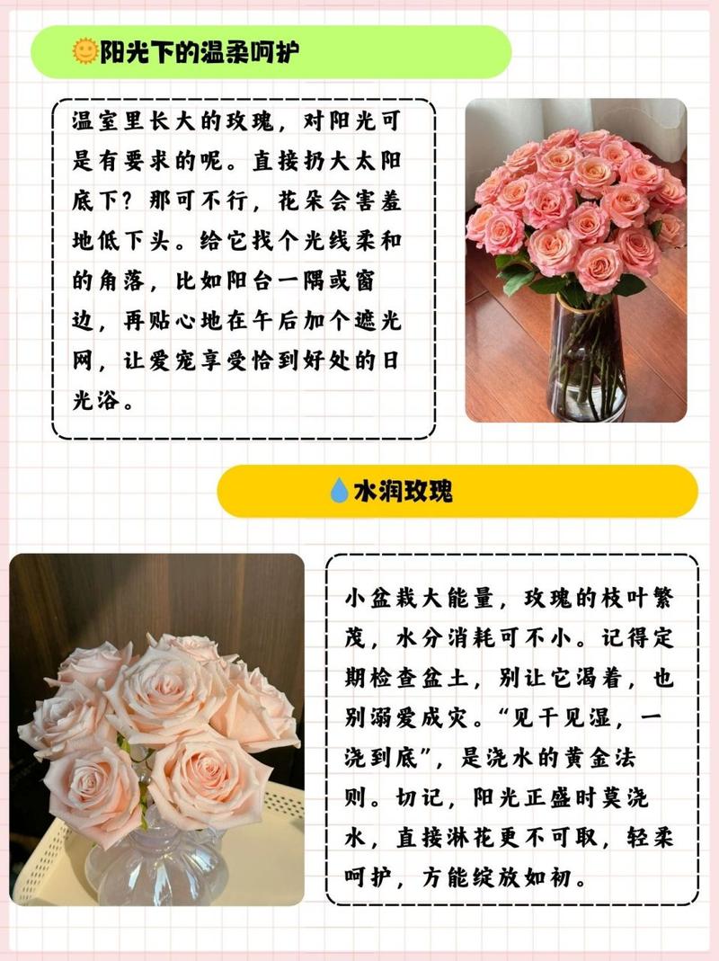 玫瑰种植：从入门到精通的芬芳之旅