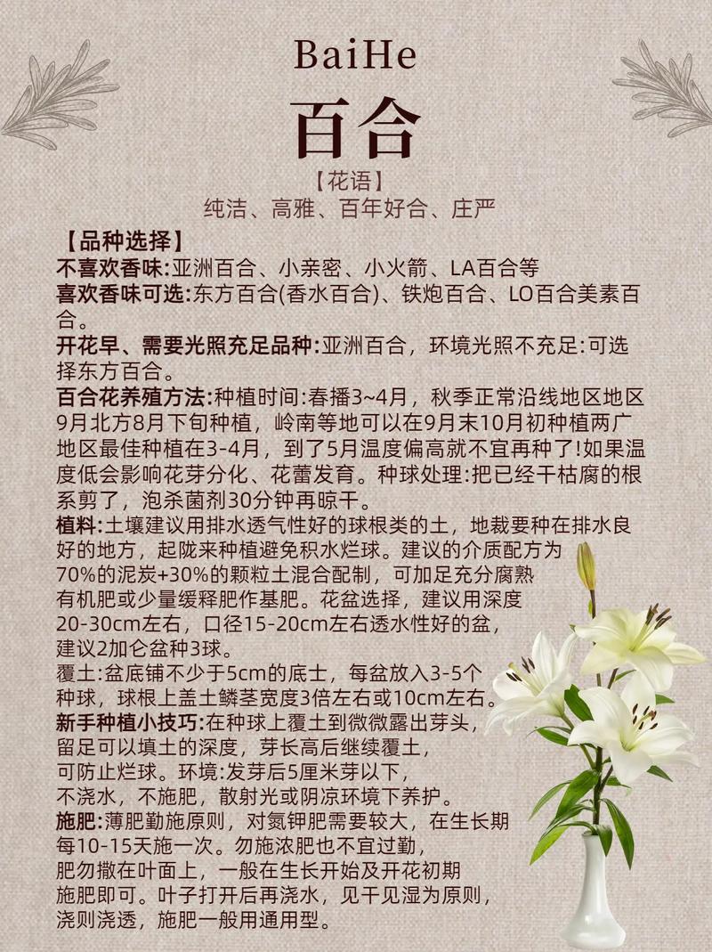 百合种植全攻略：从播种到绽放的精细养护之旅