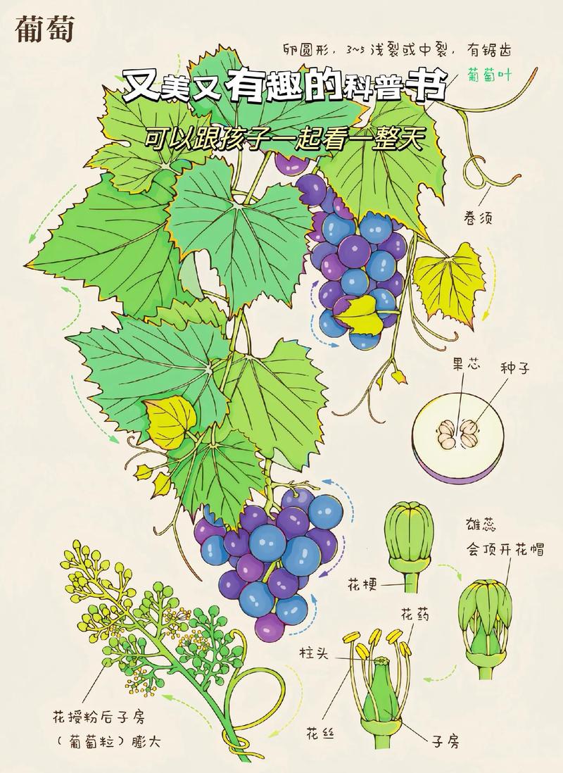 葡萄种植：从入门到精通的全方位指南