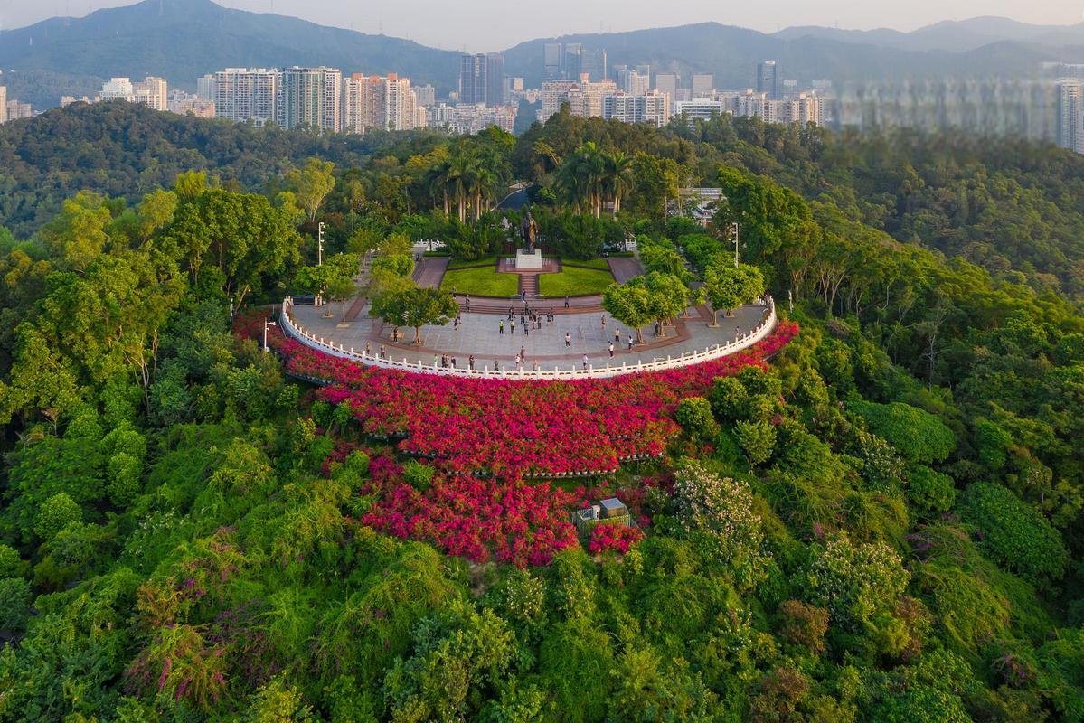 莲花山公园：深圳的城市绿肺与文化地标