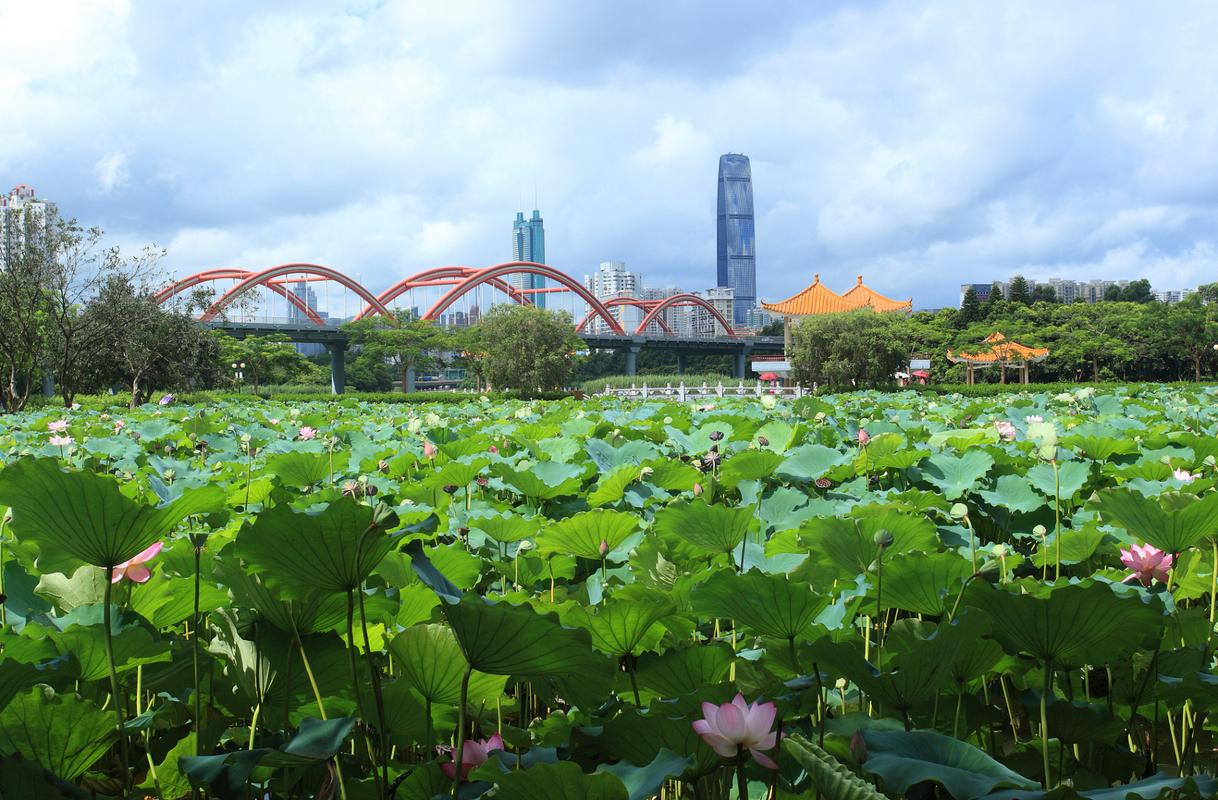 洪湖公园：深圳的城市绿洲与文化瑰宝