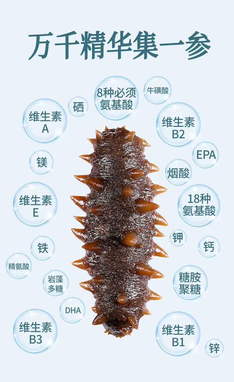 海参养生功效全解析：滋补佳品的奥秘