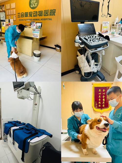 宠物健康检查