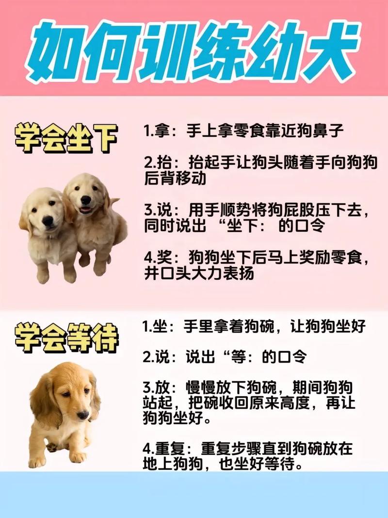 宠物训练方法：打造与宠物的和谐生活