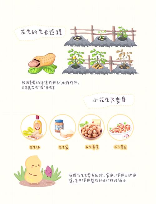 茄子：从田间到餐桌的奇妙之旅