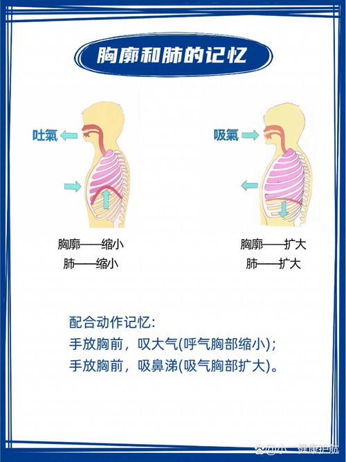 运动与呼吸系统健康的紧密关联