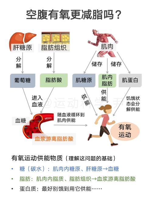 运动与身体代谢的关系