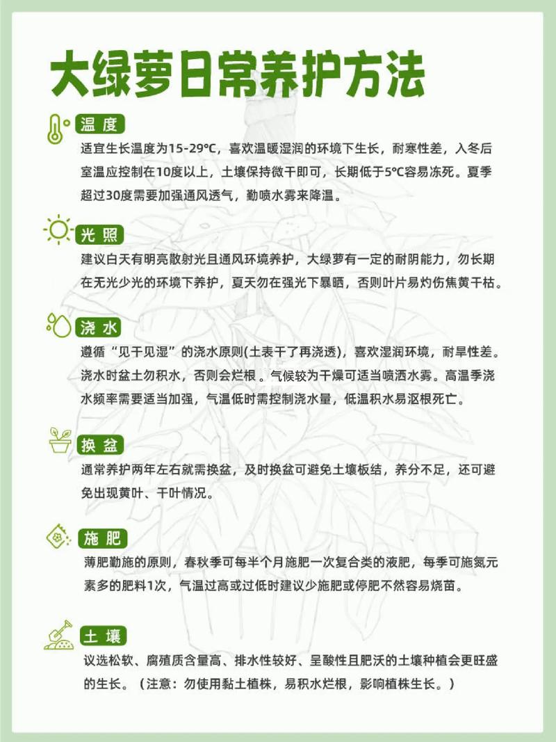 绿萝养护全攻略：让绿萝在家中生机盎然