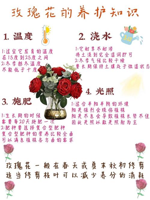 玫瑰种植指南