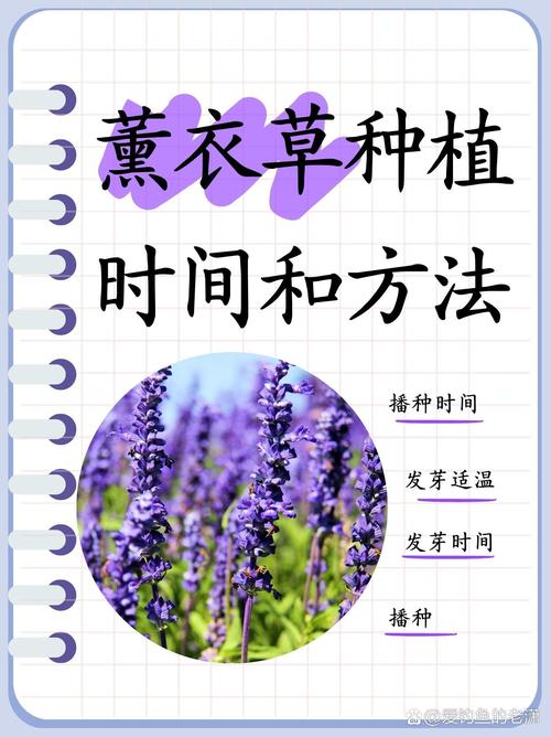 薰衣草的种植之旅：从播种到绽放