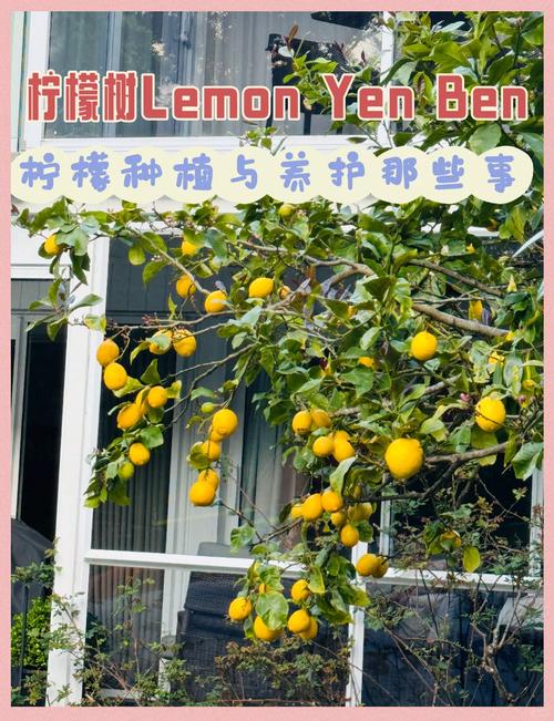 柠檬种植全攻略：从选种到丰收，打造你的清新果园