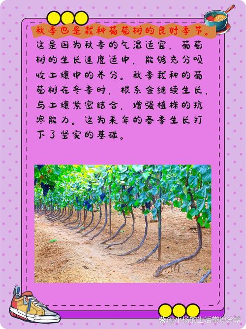 葡萄种植：从选地到收获的全面指南