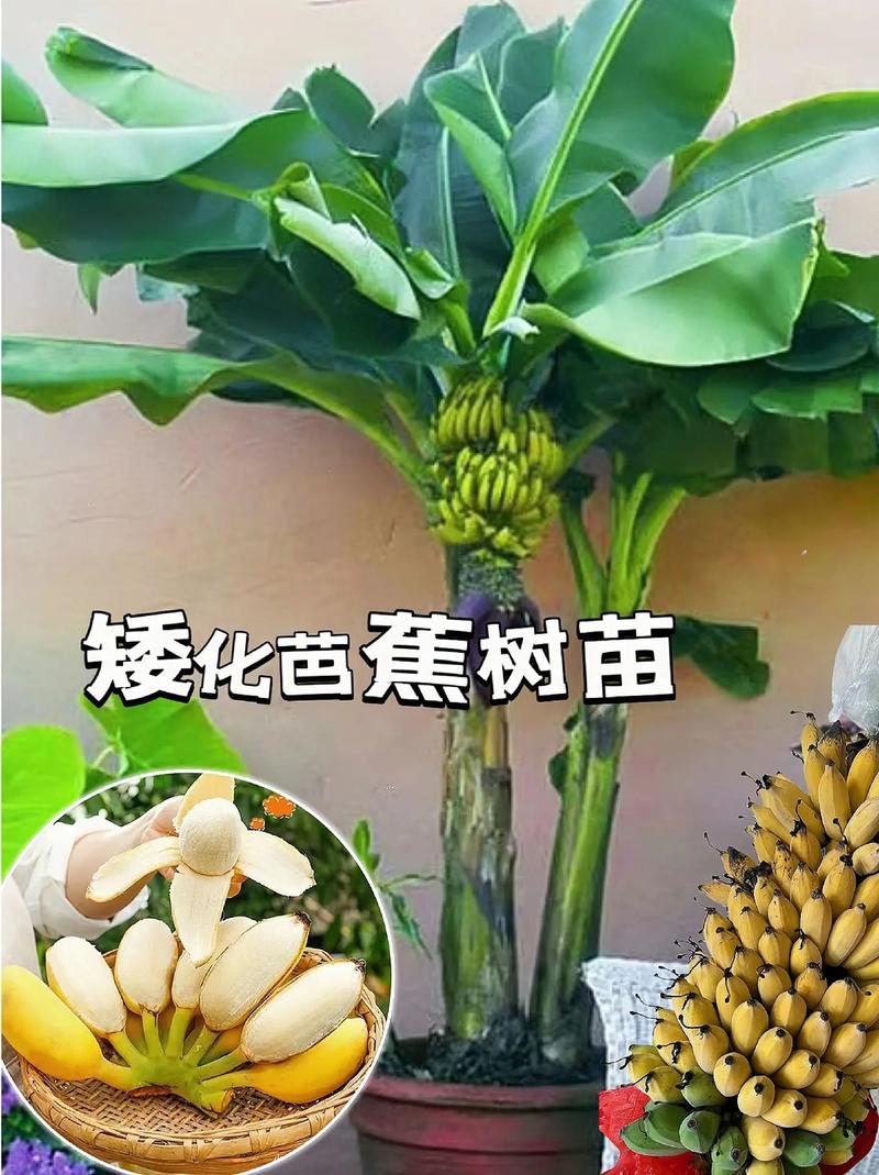香蕉种植：从基础到高产的全面指南