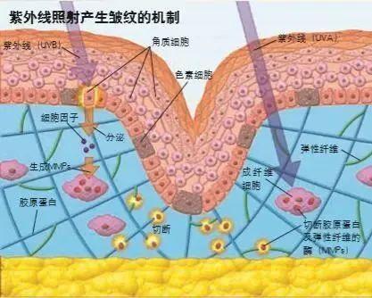 皱纹形成机制的全面解析
