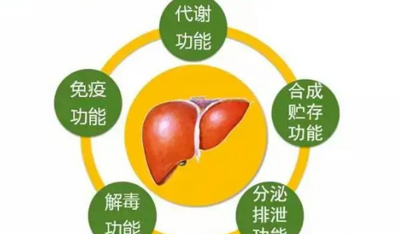 肝功能：人体健康的“化工厂”与“解毒卫士”