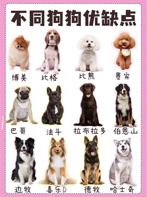宠物健康检查全知道，为毛孩子的健康保驾护航