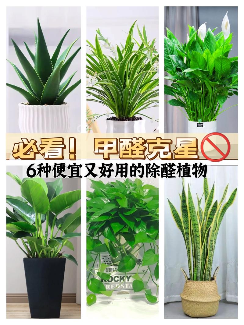 家庭绿植：净化空气的绿色卫士