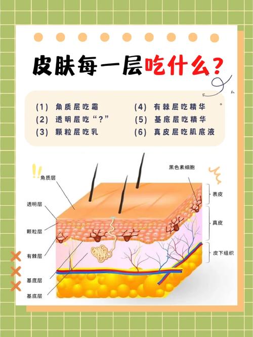 肌肤吸收营养：解锁健康美肌的奥秘