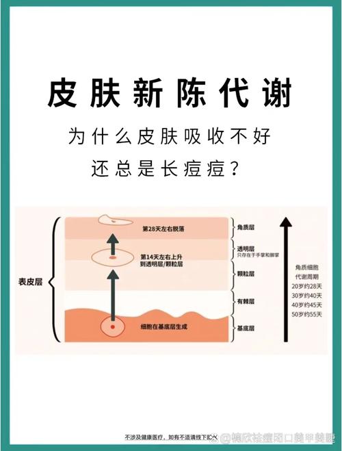 肌肤新陈代谢：生命活力的肌肤密码